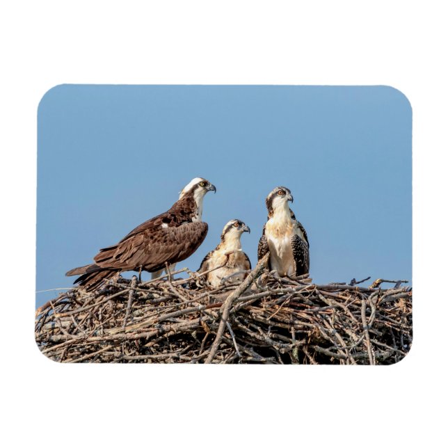Osprey mamma med sina barn magnet (Horisontell)
