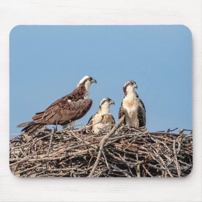 Osprey mamma med sina barn musmatta (Framsidan)