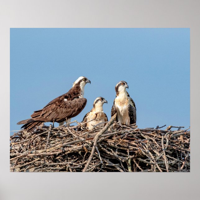 Osprey mamma med sina barn poster (Framsidan)