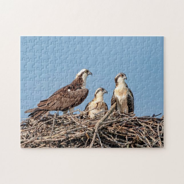 Osprey mamma med sina barn pussel (Horisontell)