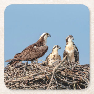 Osprey mamma med sina barn underlägg papper kvadrat