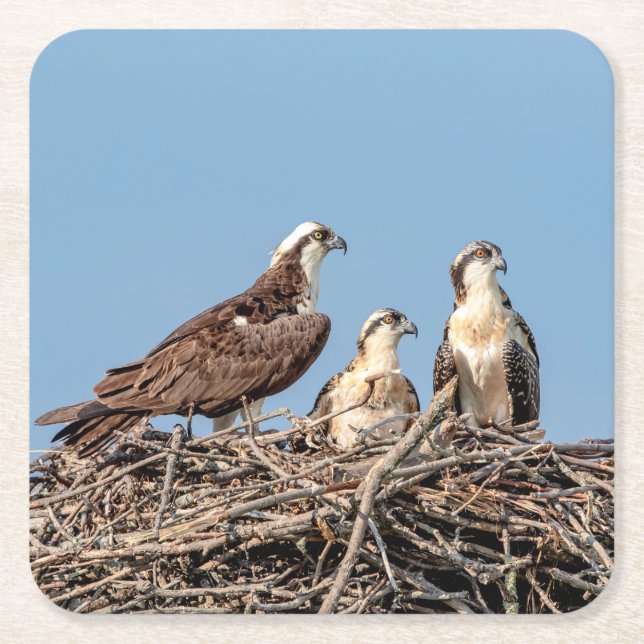 Osprey mamma med sina barn underlägg papper kvadrat (Framsidan)