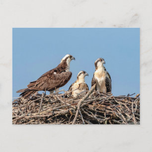 Osprey mamma med sina barn vykort