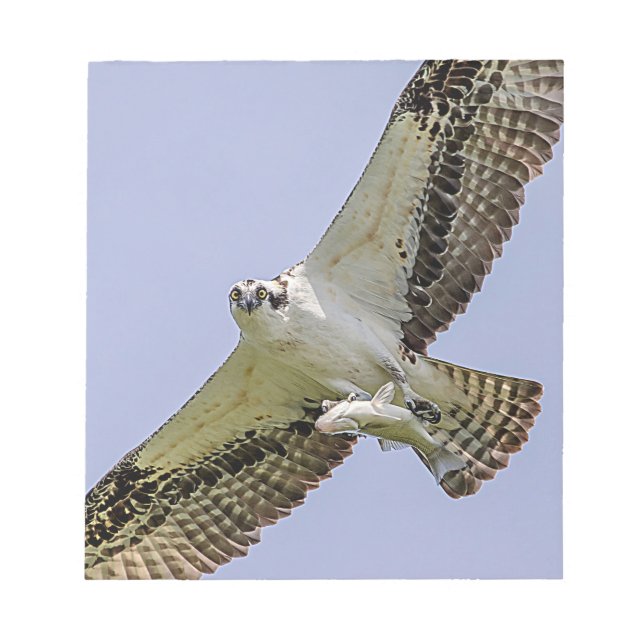 Osprey med fisk anteckningsblock (Framsida)