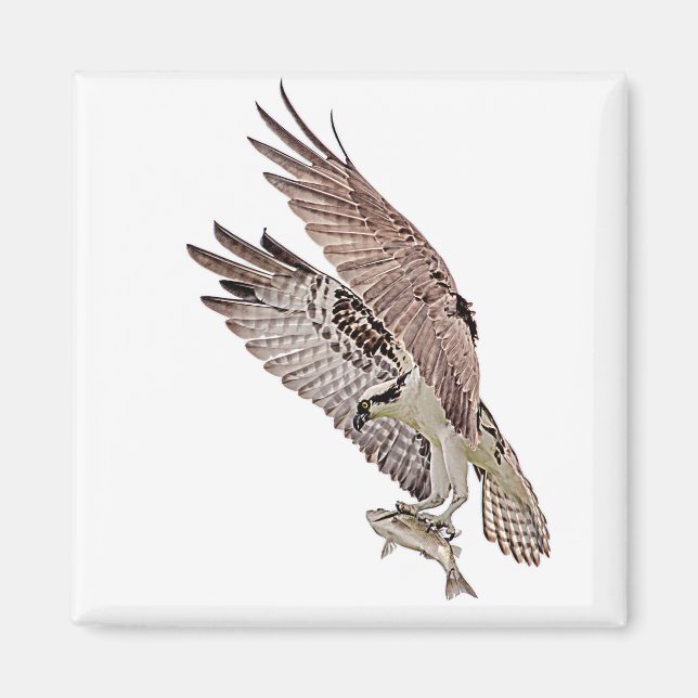 Osprey med fisk magnet (Framsidan)