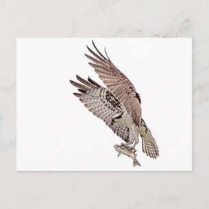 Osprey med fisk vykort