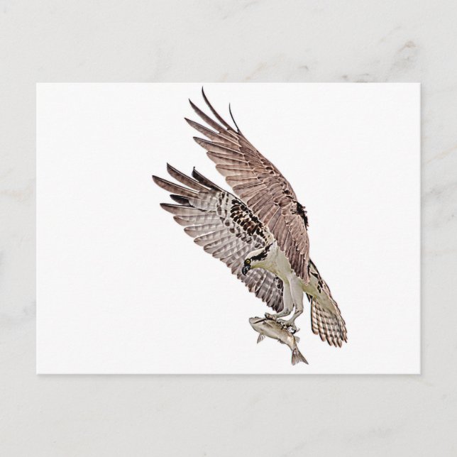 Osprey med fisk vykort (Framsida)