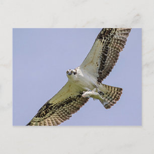 Osprey med fisk vykort
