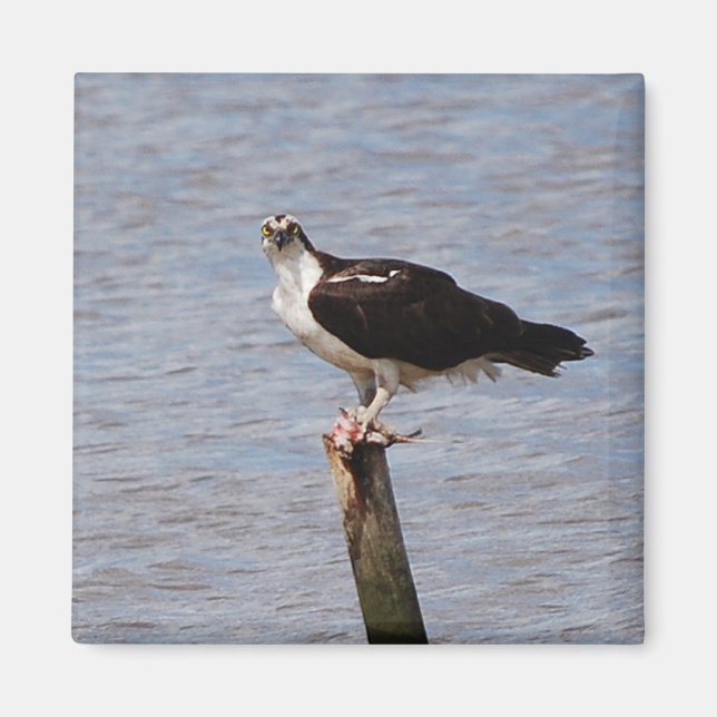 Osprey med fiskmagnet magnet (Framsidan)