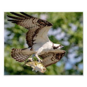 Osprey med stor munbotten fototryck