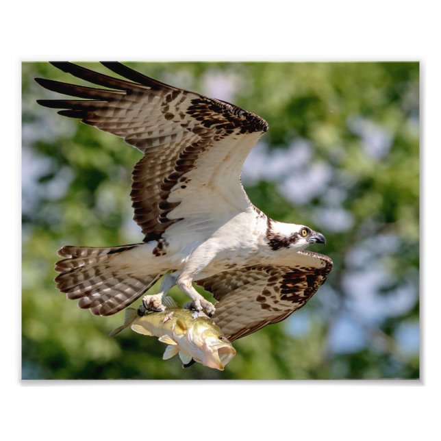 Osprey med stor munbotten fototryck (Framsidan)