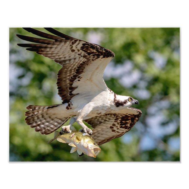 Osprey med stor munbotten fototryck (Framsidan)