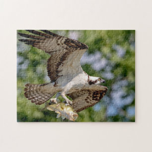 Osprey med stor munbotten pussel