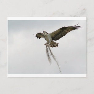 Osprey moss vykort