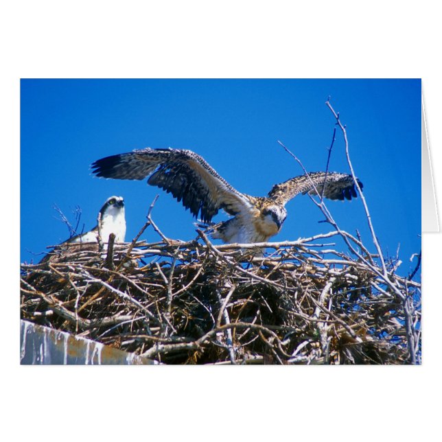 Osprey Nest Hälsningskort (Framsidan Horizontal)