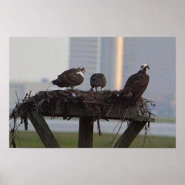 Osprey Nest Poster (Framsidan)