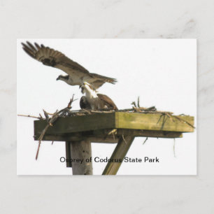 Osprey of Codorus State Park Vykort