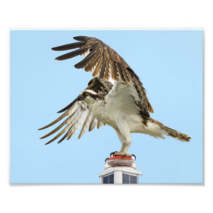 Osprey Ofursted 8x10-utskrift Fototryck
