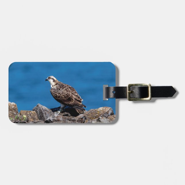 Osprey på sten bagagebricka (Horisontell Framsida)