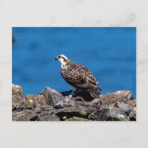 Osprey på sten vykort