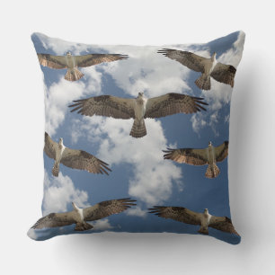 Osprey parad i himlar kudde