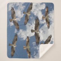 Osprey parad i himlar Sherpa-filten