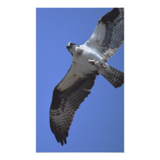 Osprey Photo Fototryck