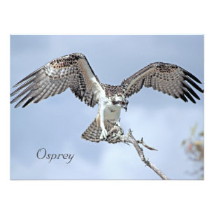 Osprey Photo Print Fototryck