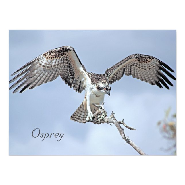 Osprey Photo Print Fototryck (Framsidan)