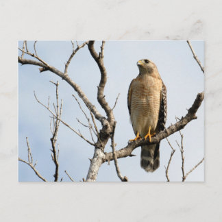 Osprey Postcards Vykort