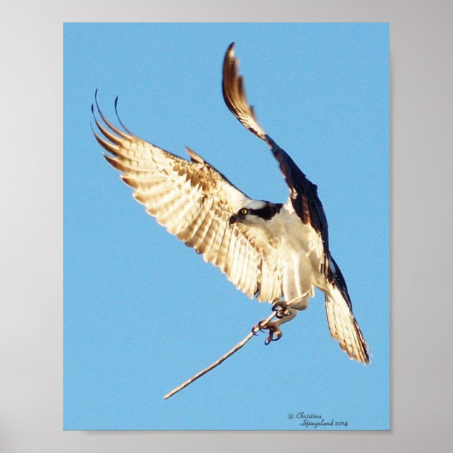 Osprey Poster (Framsidan)