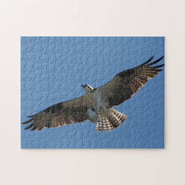 Osprey Raptor Bird Fish Wildlife Animal Sea Puzzle Pussel (Horisontell)
