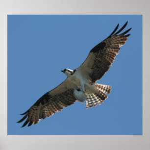 Osprey Raptor Bird & Halibut Fish Print Poster