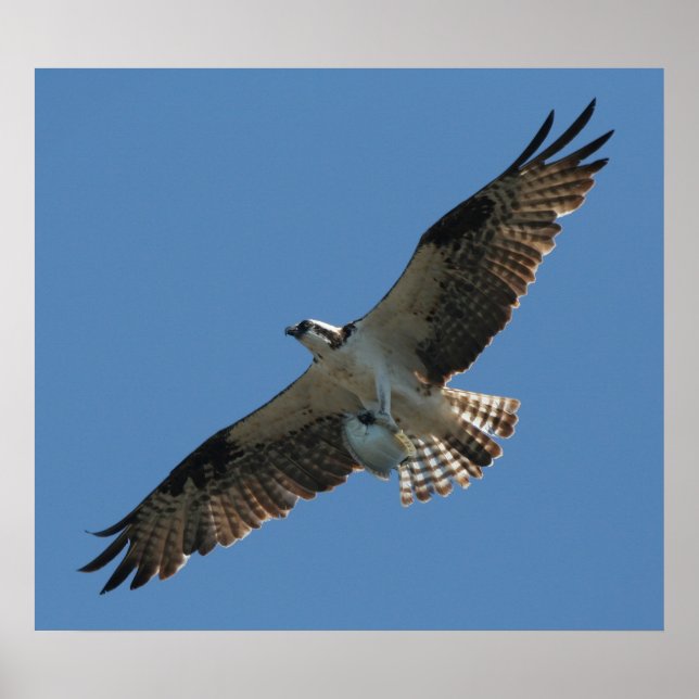 Osprey Raptor Bird & Halibut Fish Print Poster (Framsidan)