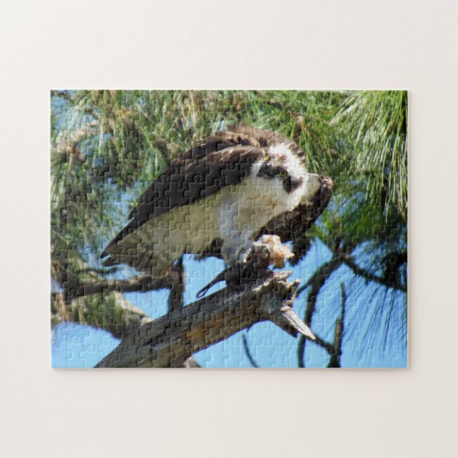 Osprey - Sea Hawk - Fish Hawk - Raptor - Bird Pussel (Horisontell)