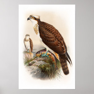 Osprey Sea Hawk John Gould Birds of Underbar Brita Poster