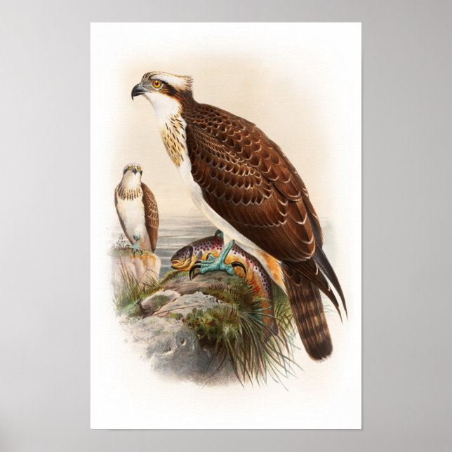 Osprey Sea Hawk John Gould Birds of Underbar Brita Poster (Framsidan)