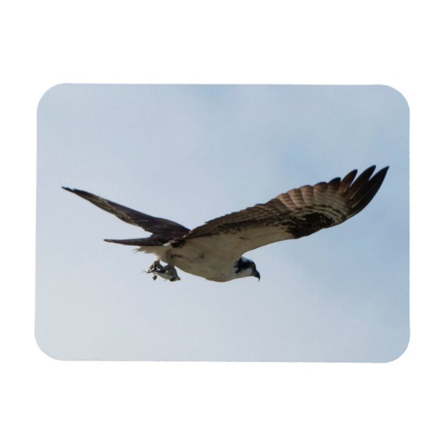 Osprey som flyger med fisk i sina tal magnet (Horisontell)