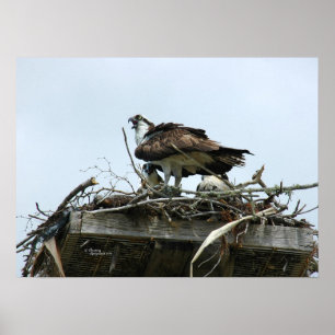 Osprey spädbarn i boet Poster