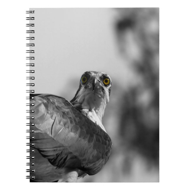 Osprey Stshing down Camera - Wildlife Photo Anteckningsbok (Framsidan)
