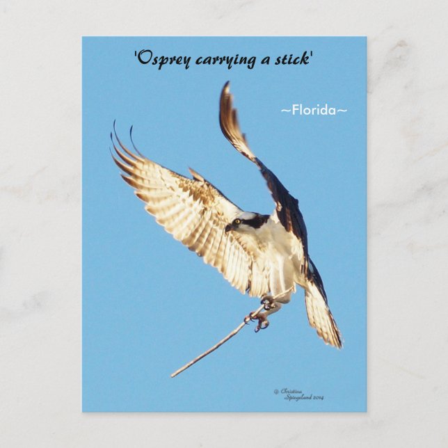 Osprey-styrspak Florida Postcard Vykort (Framsida)
