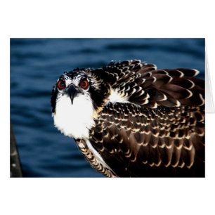 Osprey, Tilghman Island, Dogwood Harbor, Maryland Hälsningskort