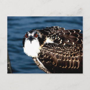 Osprey, Tilghman Island, Dogwood Harbor, Maryland Vykort
