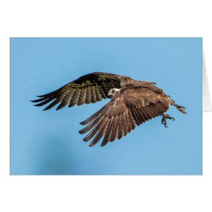 Osprey under flygning i nationalparken Honeymoon Hälsningskort