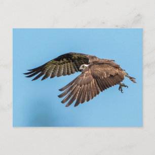 Osprey under flygning i nationalparken Honeymoon Vykort