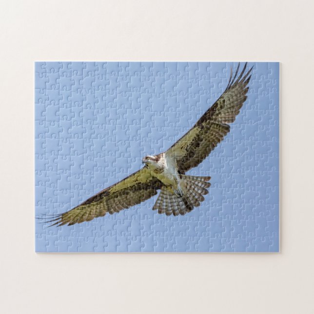 Osprey under flygning pussel (Horisontell)