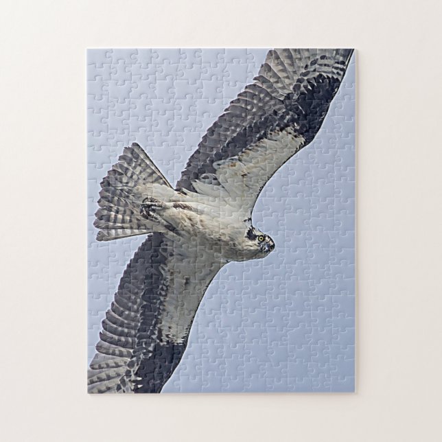 Osprey under flygning pussel (Vertikal)