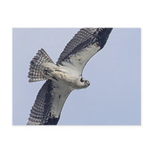 Osprey under flygning