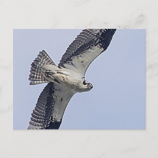 Osprey under flygning vykort (Framsida)