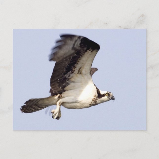 Osprey under flygning vykort (Framsida)